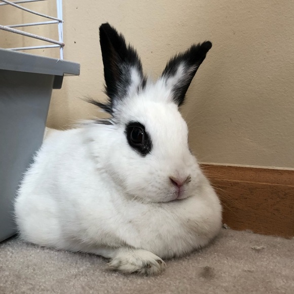 Meet your Posher, Alexandra - Picture 1 of 1